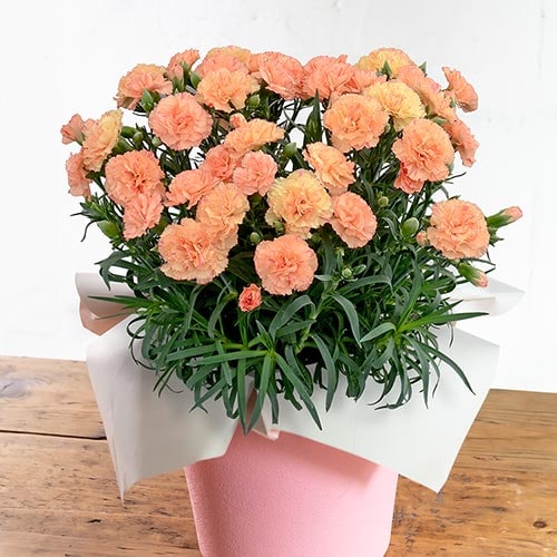 �J�[�l�[�V���� �I�����W