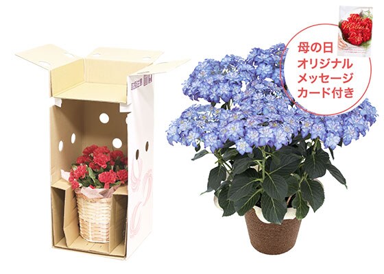 あじさい カサノバ｜ 2023年 Oisix母の日ギフト特集