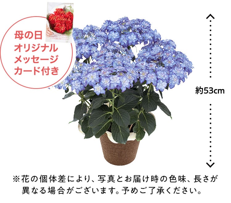 あじさい カサノバ｜ 2023年 Oisix母の日ギフト特集