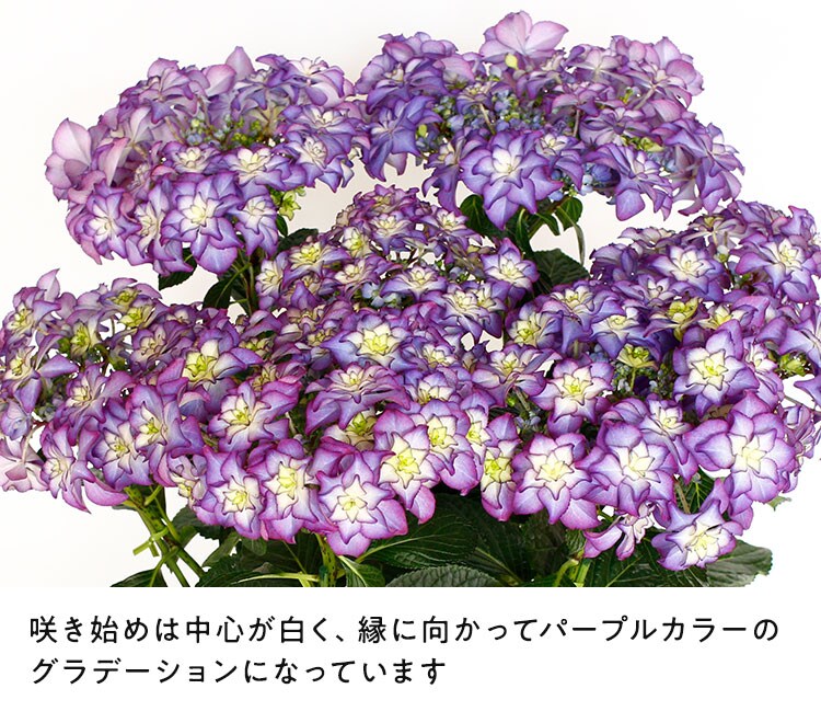 【カサノバ】 紫陽花 鉢ごと発送します。 あじさい カサノバ ｜ 2023年 Oisix母の日ギフト特集