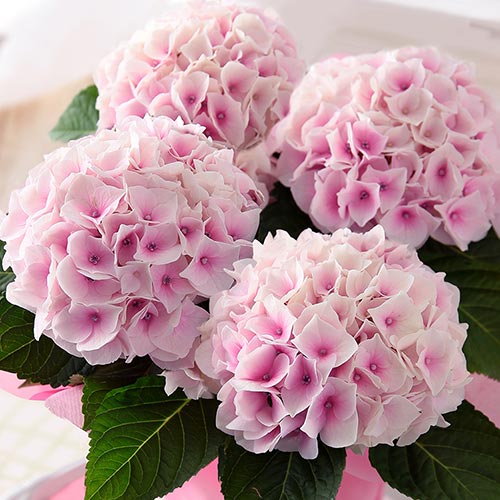 �l�G�炫�������� �R�b�g���L�����f�B