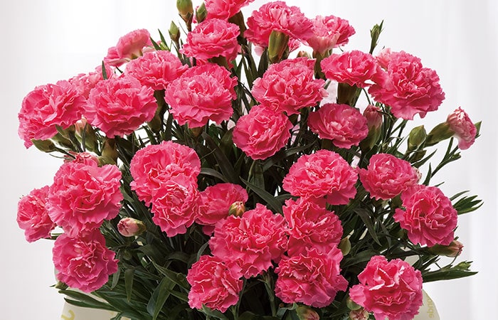 �J�[�l�[�V���� �N���A �R���e���c1