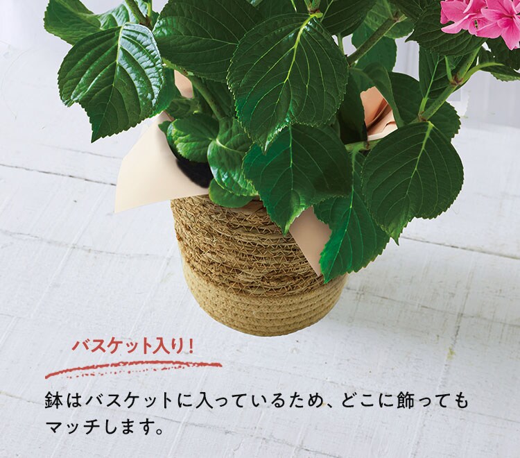あじさい 桜花乱舞 ｜ 2023年 Oisix母の日ギフト特集