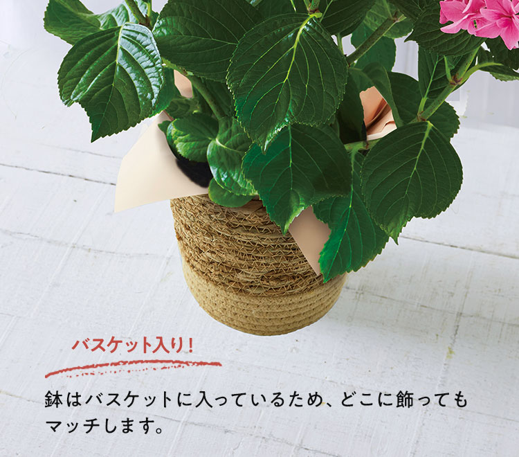 �X���C�_�[�摜3
