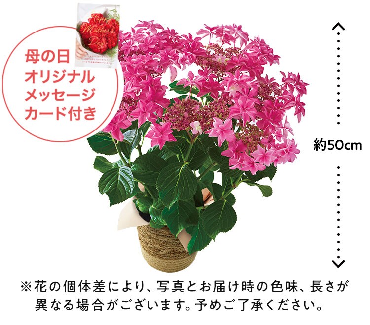 あじさい 桜花乱舞 ｜ 2023年 Oisix母の日ギフト特集
