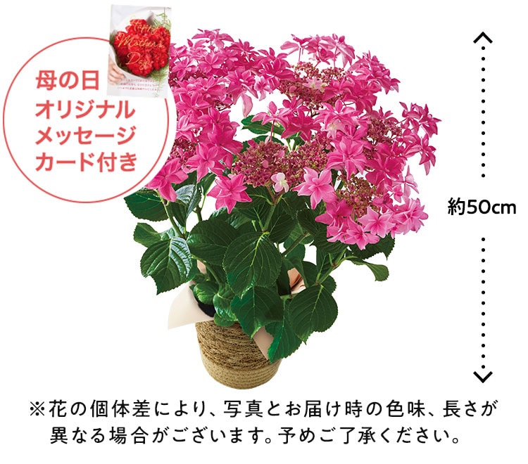 �X���C�_�[�摜4