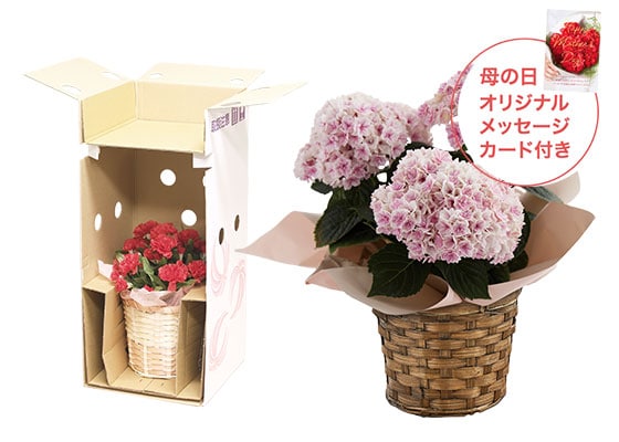 あじさい プリンセスシャーロット ピンク お届けイメージ