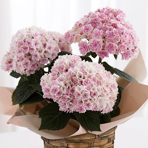 �������� �v�����Z�X�V���[���b�g �s���N