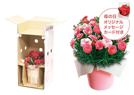 �F�ς��J�[�l�[�V���� ��������Ȃ� ���͂��C���[�W