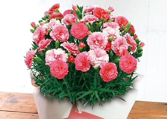 �F�ς��J�[�l�[�V���� ��������Ȃ�