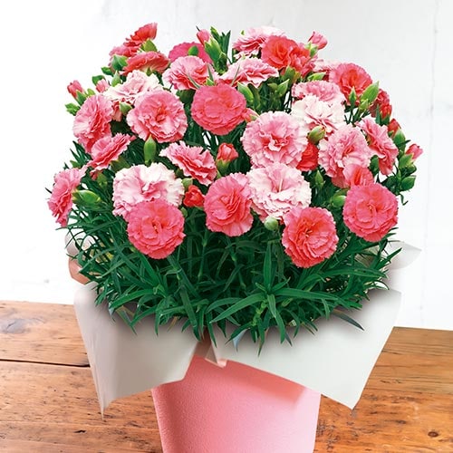 �F�ς��J�[�l�[�V���� ��������Ȃ�