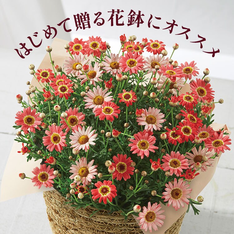�X���C�_�[�摜1