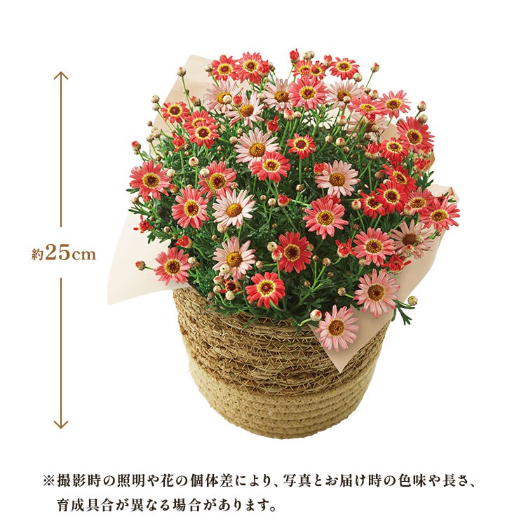 �X���C�_�[�摜2