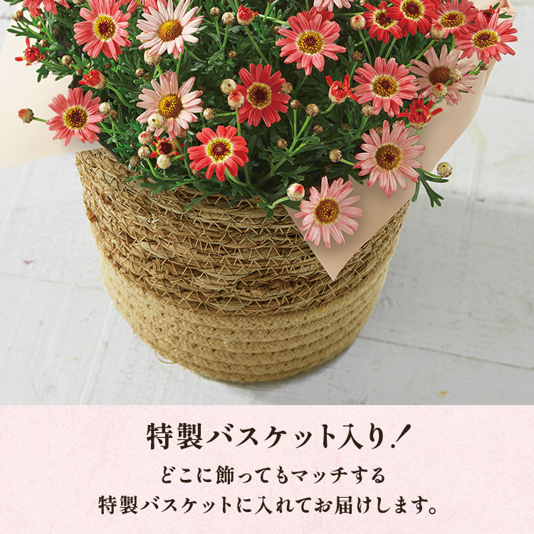 �X���C�_�[�摜3