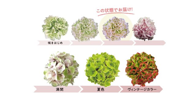 あじさいコットンキャンディ / サブレ&フィナンシェ コンテンツ2