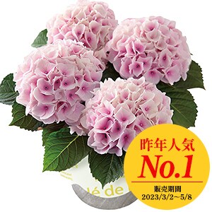 �l�G�炫�������� �R�b�g���L�����f�B