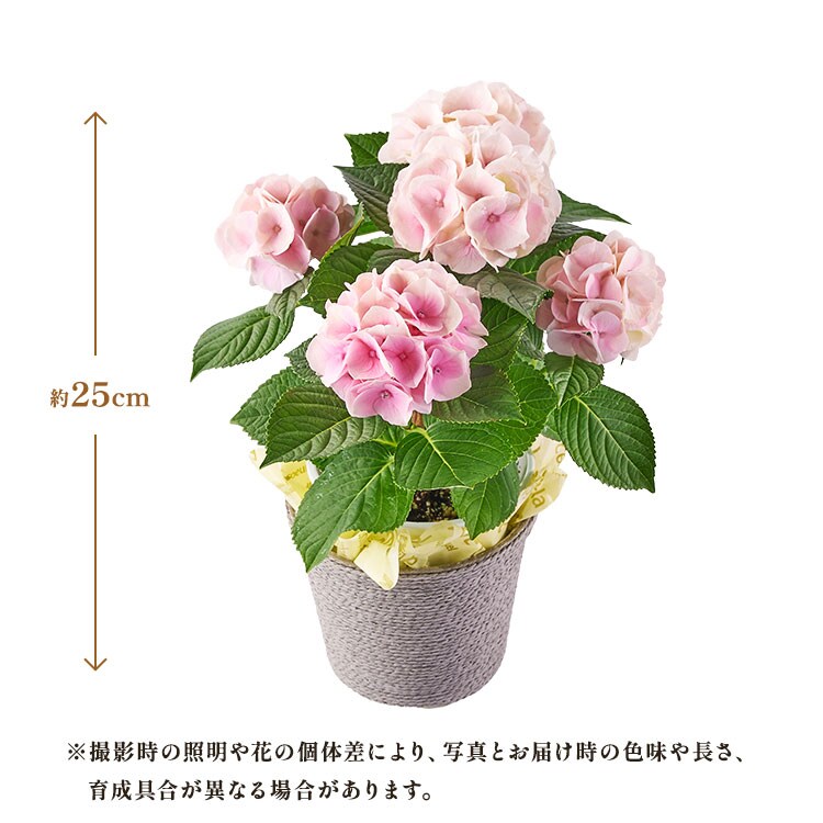 �X���C�_�[�摜5