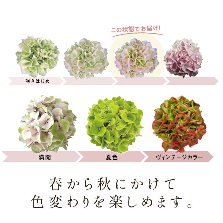 �X���C�_�[�摜3