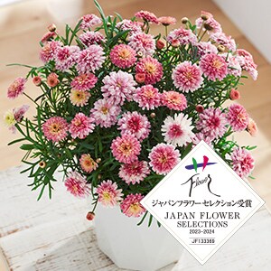 �}�[�K���b�g ���s������