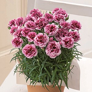 �J�[�l�[�V���� �v�����^���g