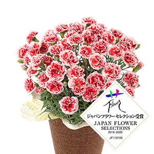 �J�[�l�[�V���� �������z�C�b�v