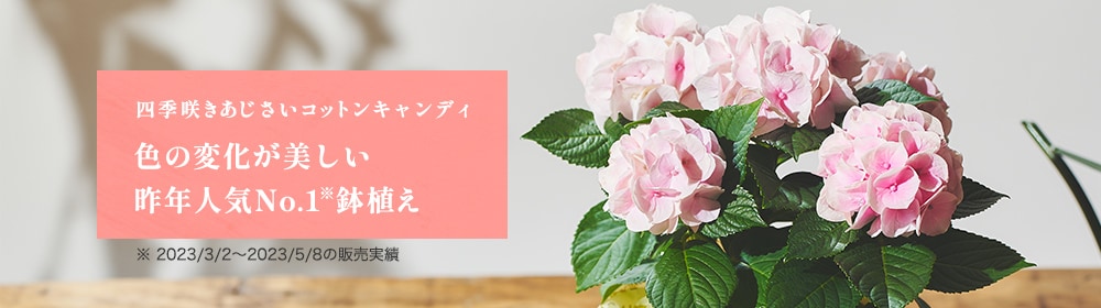 �l�G�炫�������� �R�b�g���L�����f�B