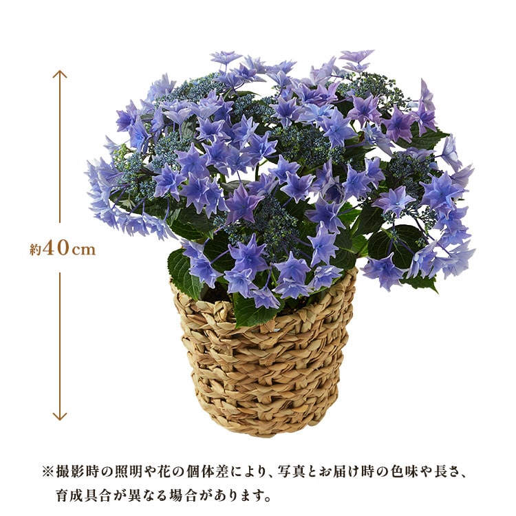 �X���C�_�[�摜2