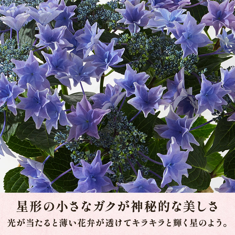 【ひつじ星】工藝青花 12号 あじさい 雨のち星 ブルー ｜ 2025年 Oisix母の日ギフト特集