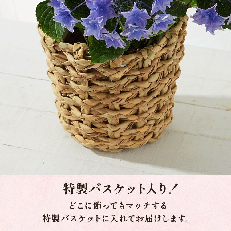 �X���C�_�[�摜4