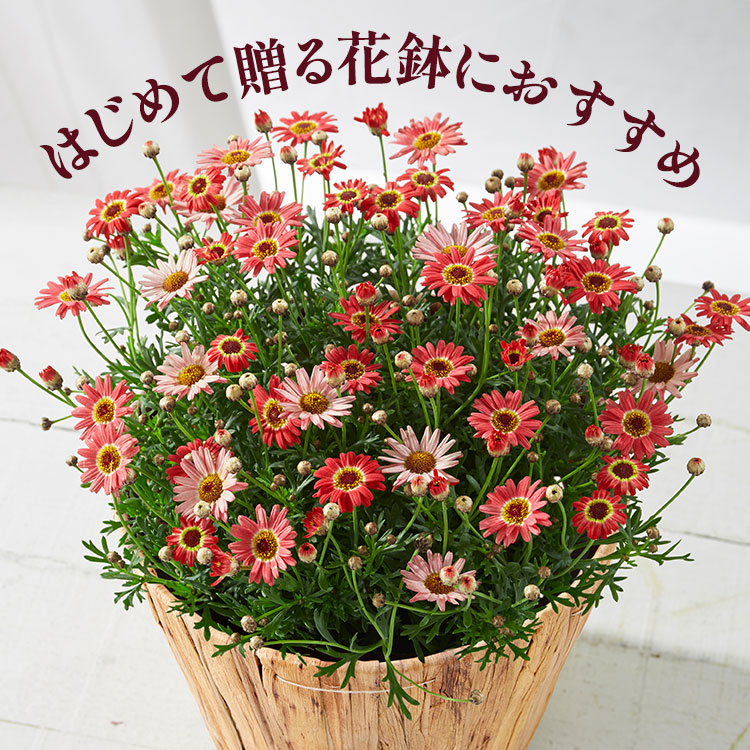 �X���C�_�[�摜1