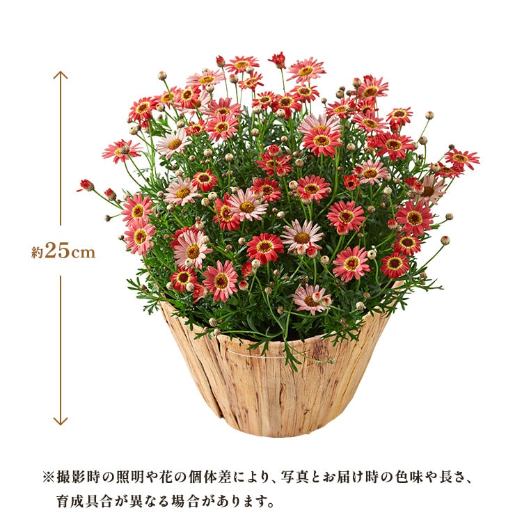 �X���C�_�[�摜2
