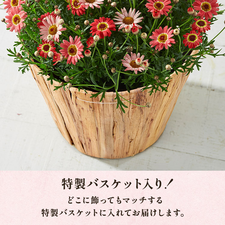 �X���C�_�[�摜3