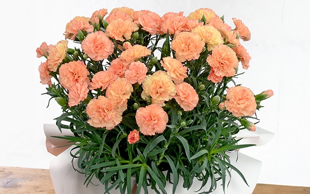 �I�����W�J�[�l�[�V����