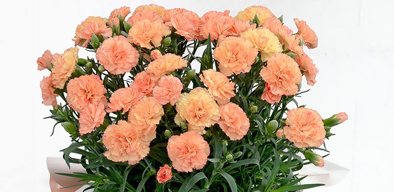  �I�����W�J�[�l�[�V���� �R���e���c1
