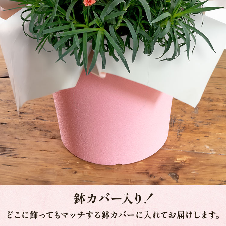 �X���C�_�[�摜3