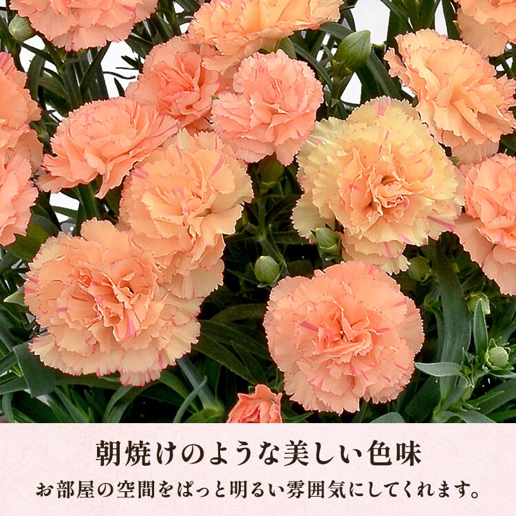 オレンジカーネーション ｜ 2025年 Oisix母の日ギフト特集