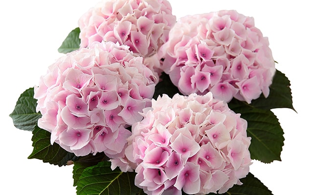 �l�G�炫�������� �R�b�g���L�����f�B