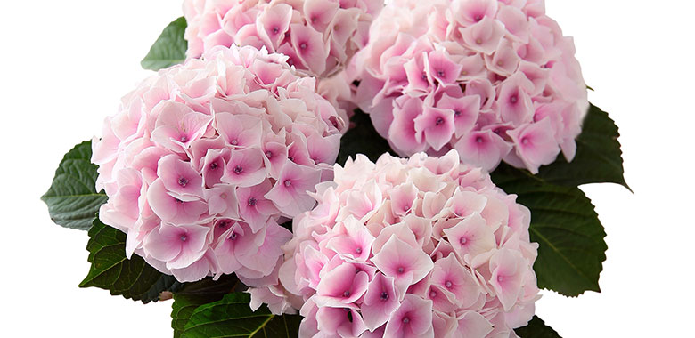  �l�G�炫�������� �R�b�g���L�����f�B �R���e���c1