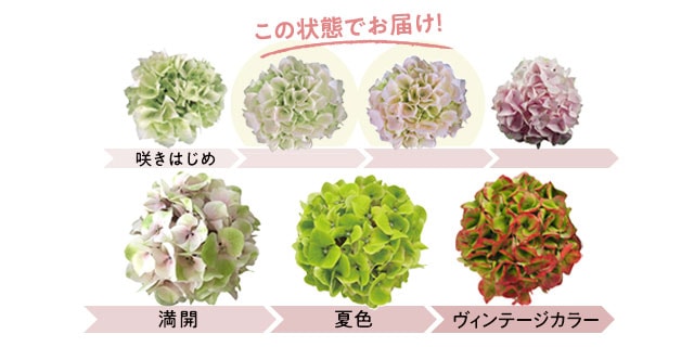 �l�G�炫�������� �R�b�g���L�����f�B �R���e���c2