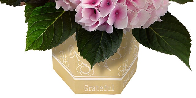 �l�G�炫�������� �R�b�g���L�����f�B �R���e���c3