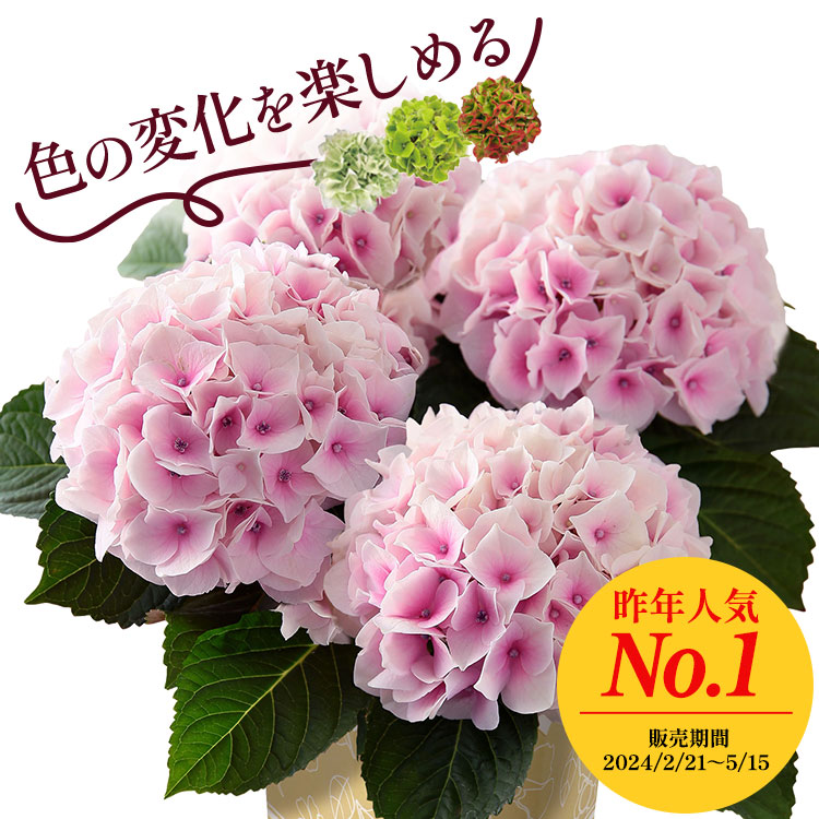 �X���C�_�[�摜1