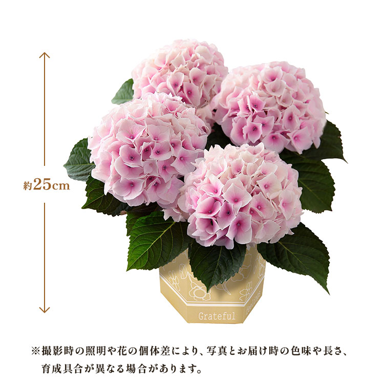 �X���C�_�[�摜2