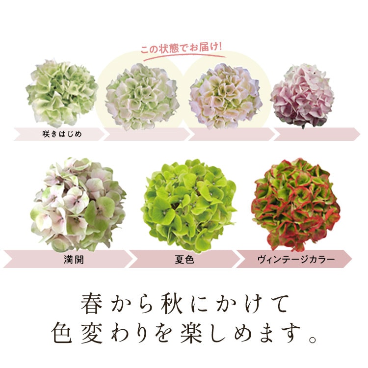 �X���C�_�[�摜3