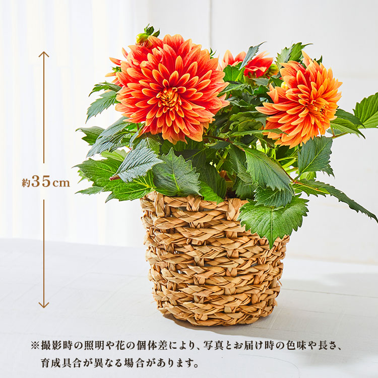 �X���C�_�[�摜2