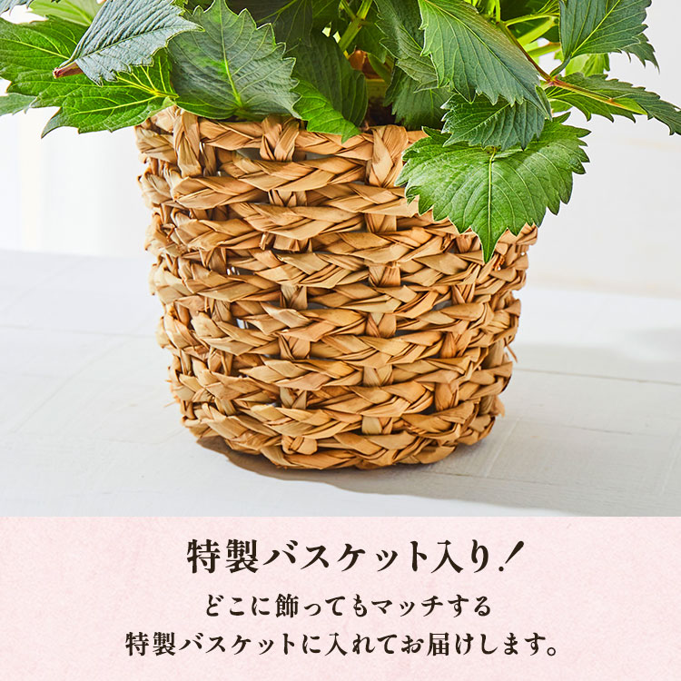 �X���C�_�[�摜3