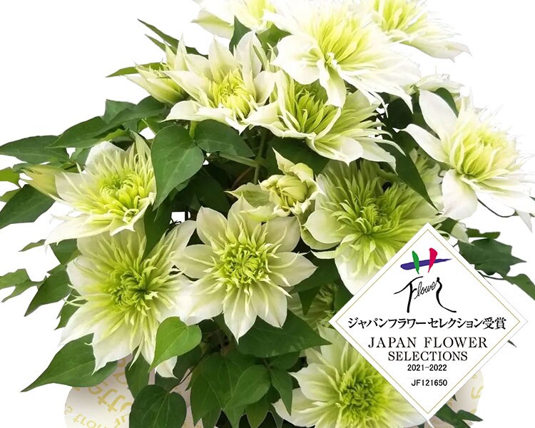 クレマチス 華川 ｜ 2025年 Oisix母の日ギフト特集