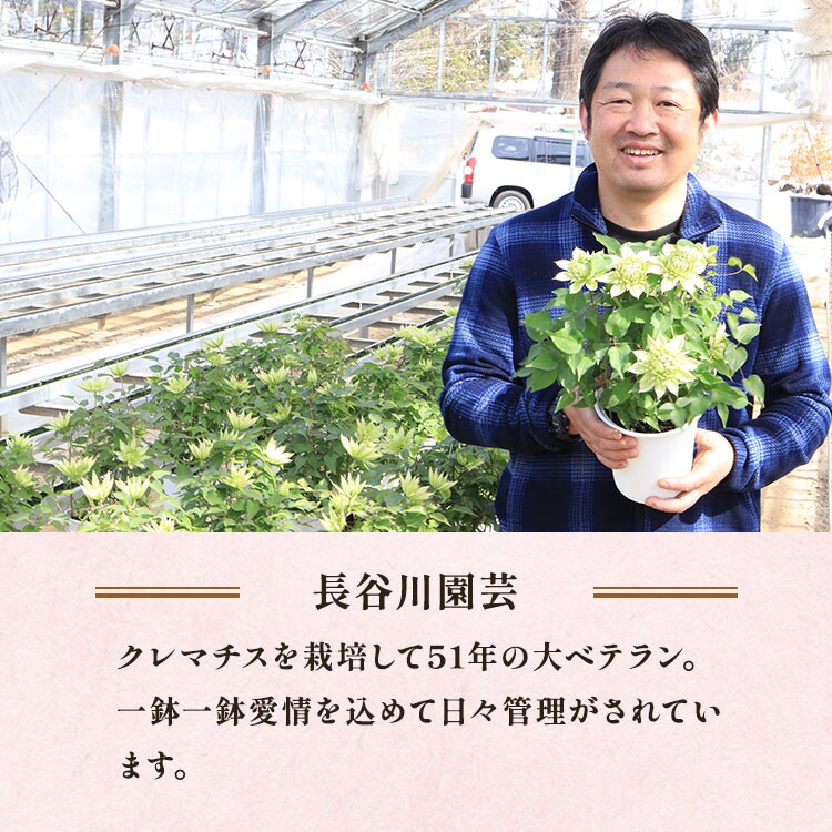 クレマチス 華川 ｜ 2025年 Oisix母の日ギフト特集