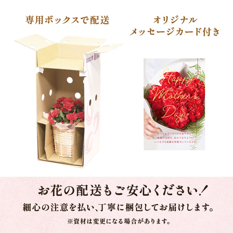 クレマチス 華川 ｜ 2025年 Oisix母の日ギフト特集