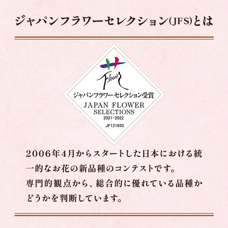 クレマチス 華川 ｜ 2025年 Oisix母の日ギフト特集