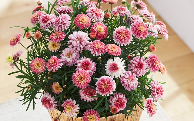 �}�[�K���b�g ���s������